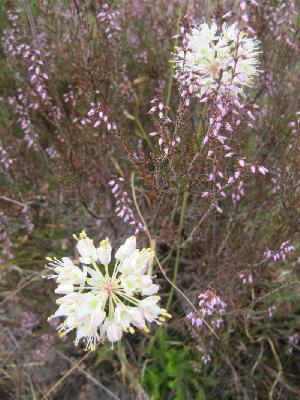 Allium ericetorum
