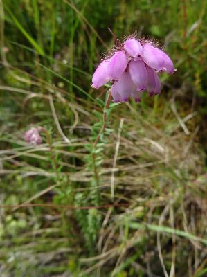 Erica tetralix