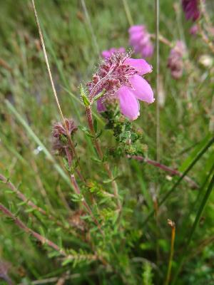 Erica tetralix