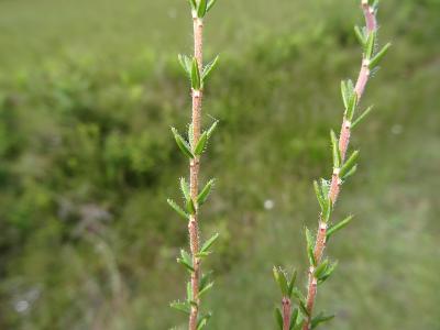 Erica tetralix