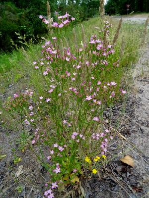 Centaurium erythraea