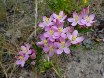 Centaurium erythraea