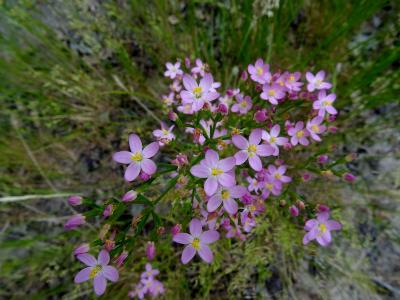 Centaurium erythraea
