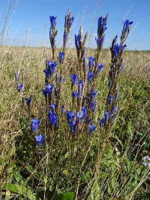 Gentiana pneumonanthe