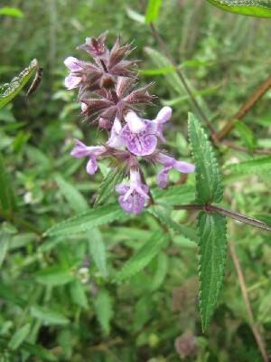 Stachys palustris