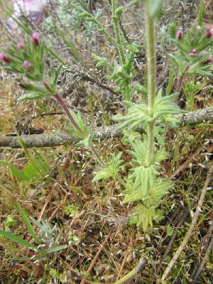 Parentucellia latifolia