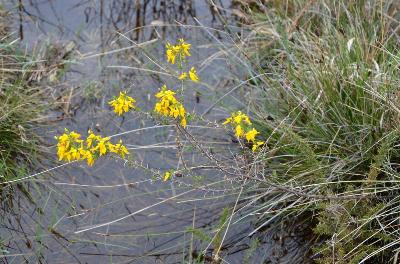 Genista anglica