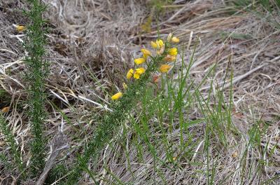 Ulex minor