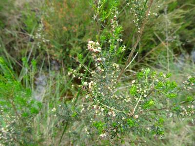 Erica scoparia