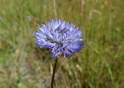 Jasione montana
