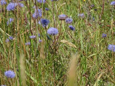 Jasione montana