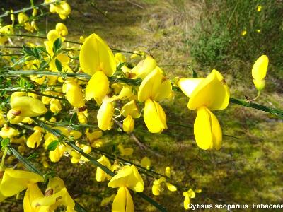 Cytisus scoparius