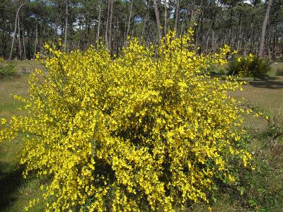 Cytisus scoparius