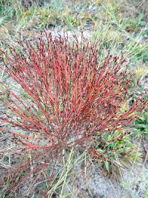 Hypericum gentianoides