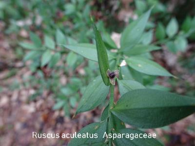 Ruscus aculeatus