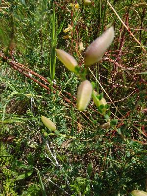 Genista anglica