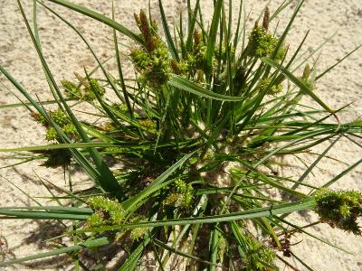  Carex viridula 