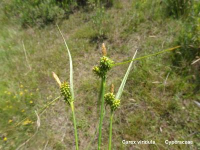  Carex viridula 