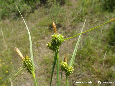  Carex viridula 