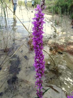 Lythrum salicaria