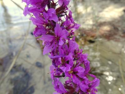 Lythrum salicaria