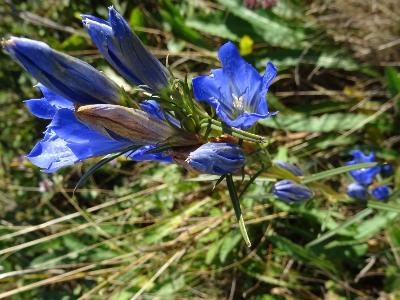 Gentiana pneumonanthe
