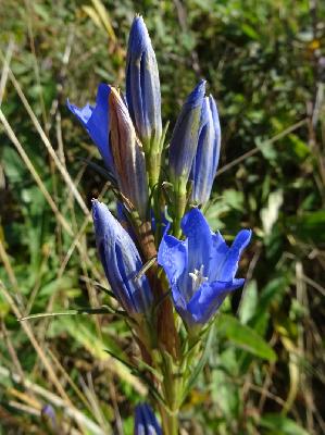 Gentiana pneumonanthe