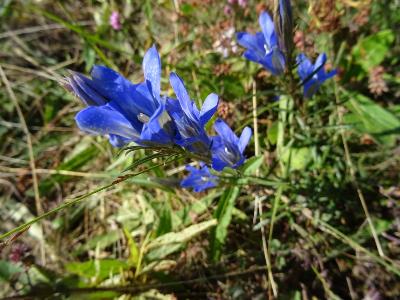 Gentiana pneumonanthe