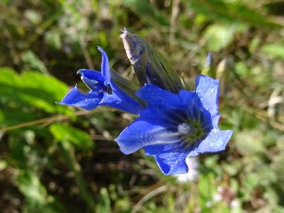 Gentiana pneumonanthe
