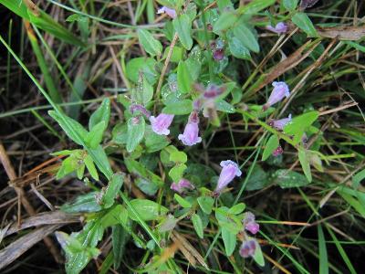 Scutellaria minor