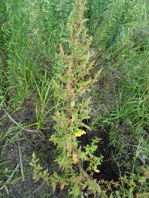 Dysphania ambrosioides (ex Chenopodium ambrosioides),