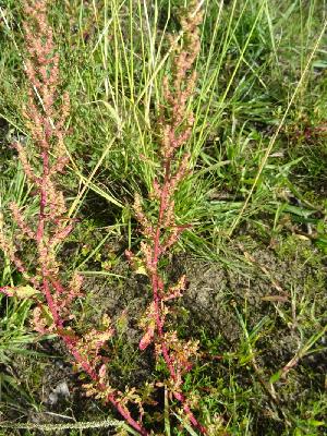 Dysphania ambrosioides (ex Chenopodium ambrosioides),