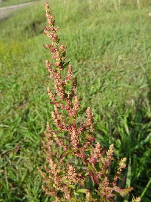 Dysphania ambrosioides (ex Chenopodium ambrosioides),