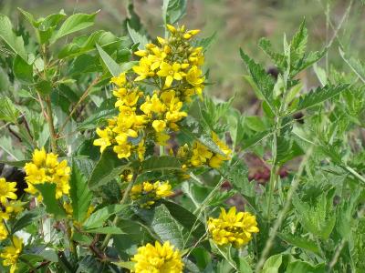 Lysimachia vulgaris