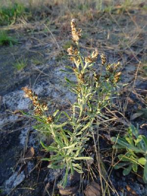 Gnaphallium sylvaticum,Omalotheca sylvatica