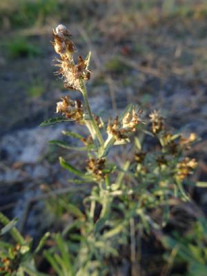 Gnaphallium sylvaticum,Omalotheca sylvatica
