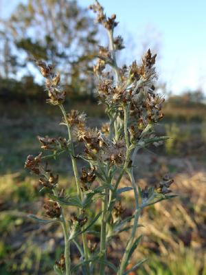 Gnaphallium sylvaticum,Omalotheca sylvatica