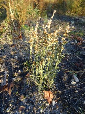Gnaphallium sylvaticum,Omalotheca sylvatica