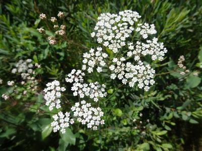 Carum verticillatum