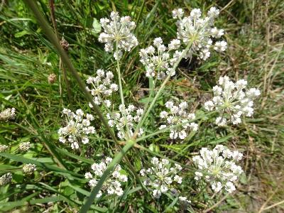 Carum verticillatum