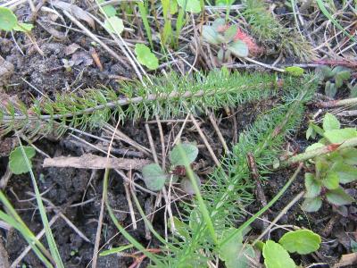 Carum verticillatum
