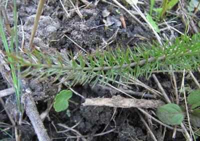 Carum verticillatum
