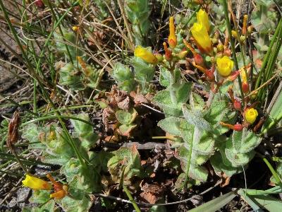 Hypericum elodes