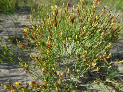 Hypericum gentianoides