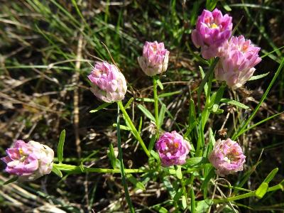 Polygala curtisii