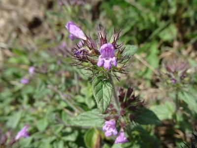 Calamintha clinopodium