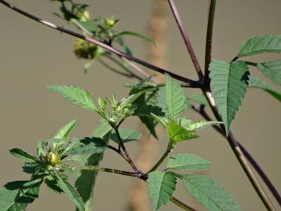 Bidens frondosa