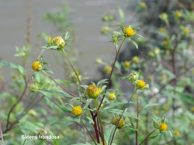 Bidens frondosa