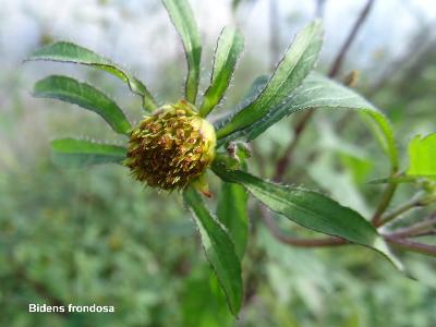 Bidens frondosa