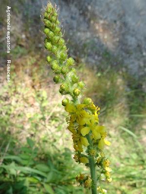 Agrimonia eupatoria